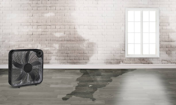 Best Ceiling water damage repair  in Mountain View, AR